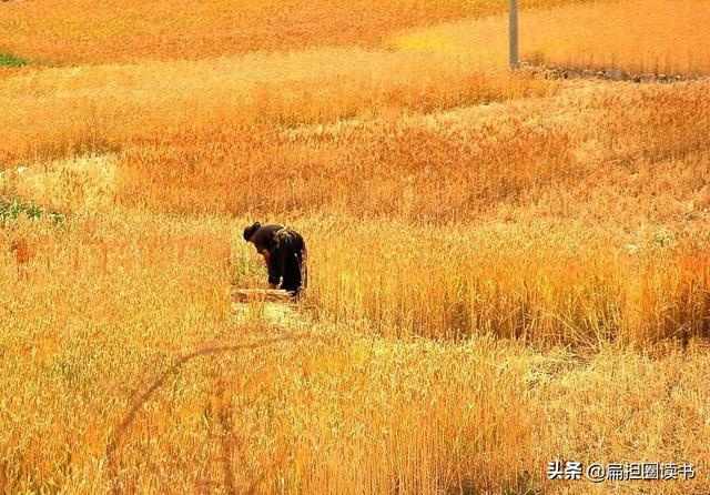 童稚携壶浆的前一句（童稚携壶浆是什么意思）